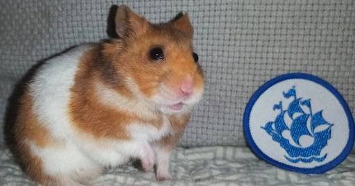hamster with blue peter badge